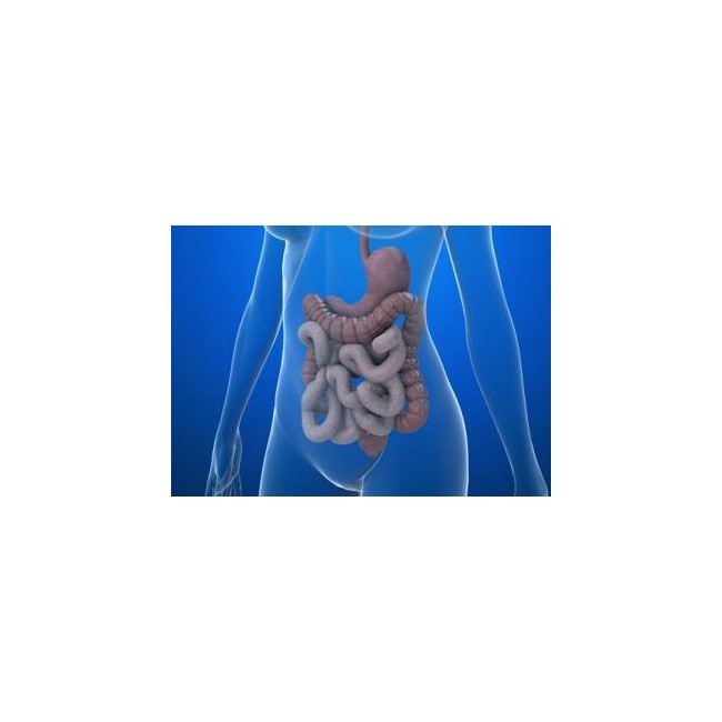 Co-Carnitina B12 500 mg/2 mg Polvere e solvente per sospensione orale