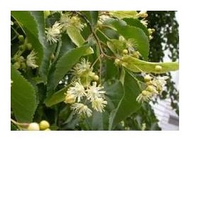 Adamah Eie Tiglio 30 Ml Gocce