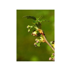 Herboplanet Msa Ribes Nigrum 50 Ml