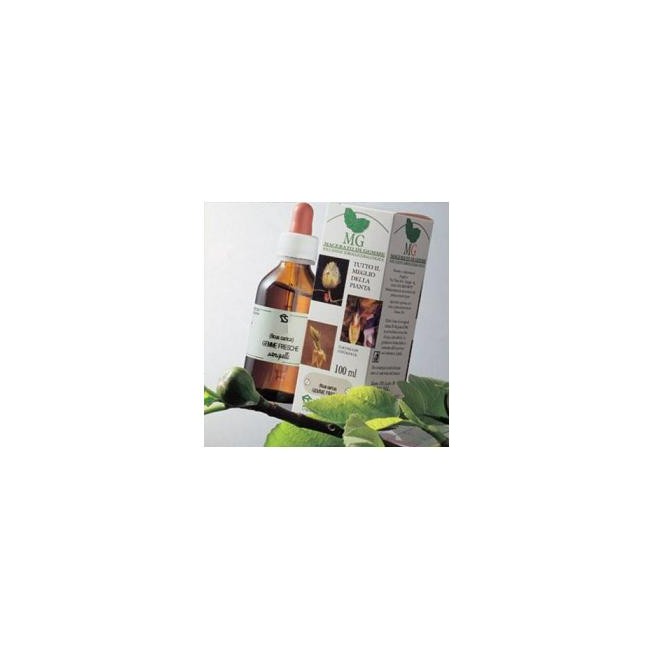 Sangalli Laboratorio Erboristico Betulla Macerato Glicerico 100 Ml Sangalli Laboratorio Erboristico Betulla Macerato Glicerico 100 Ml