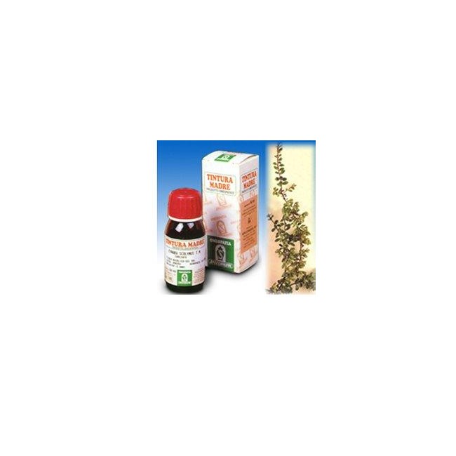 Specchiasol Uva Ursina 30 50ml Tm Specchiasol Uva Ursina 30 50ml Tm