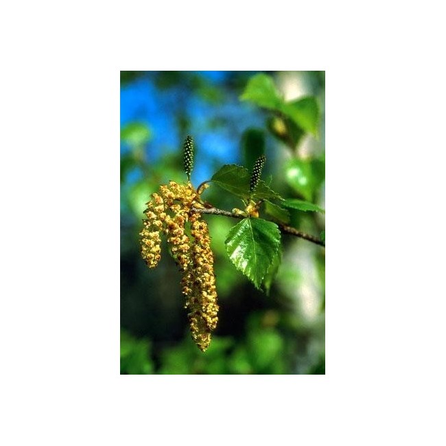 Natur Paper Birch 7,4ml Alaska