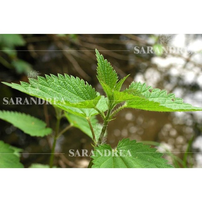 Sarandrea Ortica Radice 100ml Tintura Madre