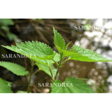 Sarandrea Ortica Radice 100ml Tintura Madre