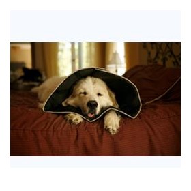 Candioli Comfy Cone Collare Elisabettiano Innovativo M Diametro 20 Cm